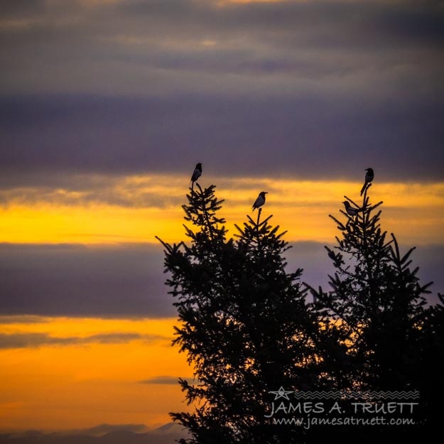 Magpies At Sunrise over County Clare, Ireland