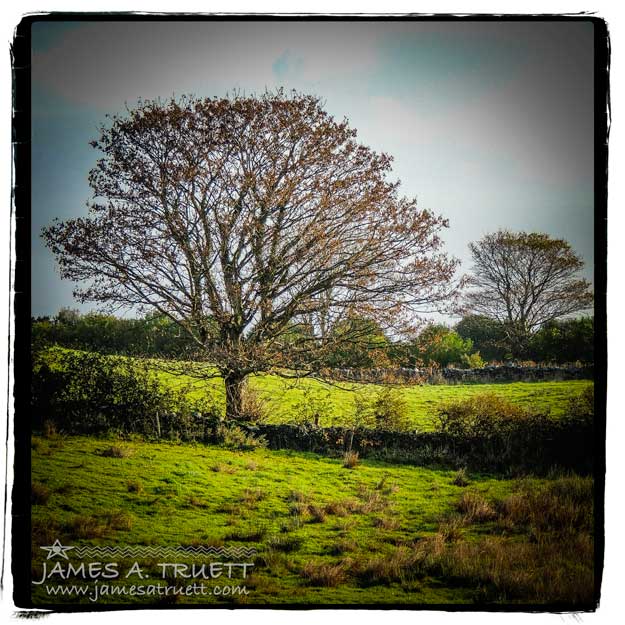 Ireland Autumn Trees in Meadow