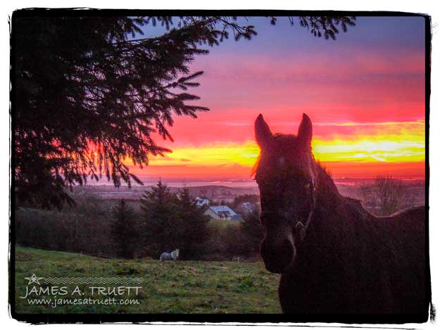 Horse in the meadow at sunrise