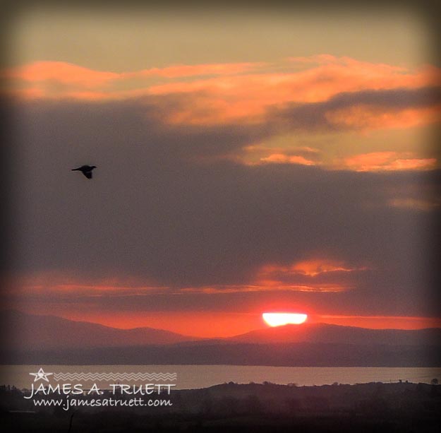 Bird takes flight at sunrise