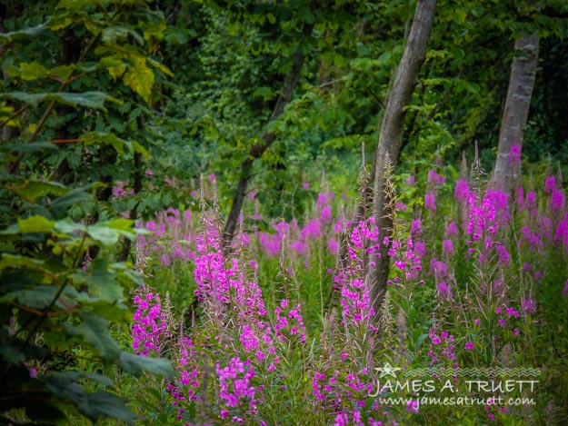 Fireweeds and native greenery paint the countryside of County Sligo, Ireland.