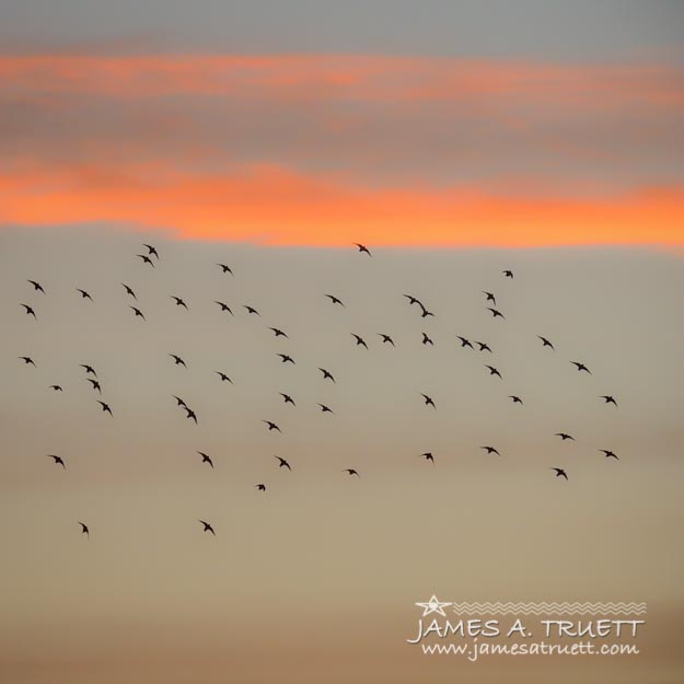 Starlings dancing in the Irish sunset