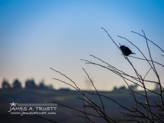 Winter Bird in the Irish Countryside