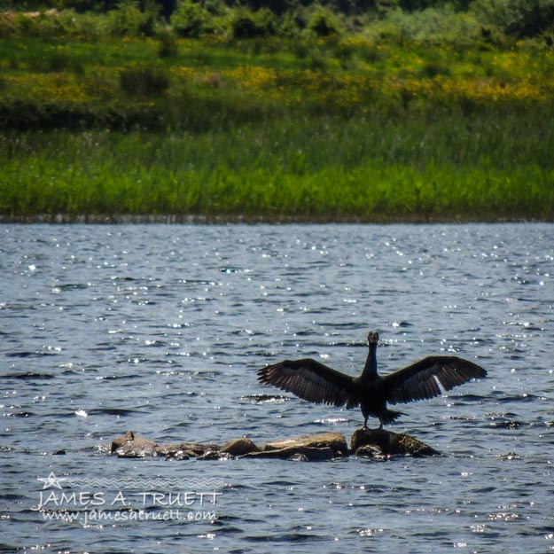 Cormorant on Lake Knockalough