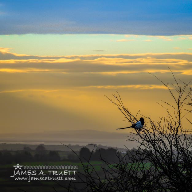 Magpie and Misty Morning over Ireland's County Clare