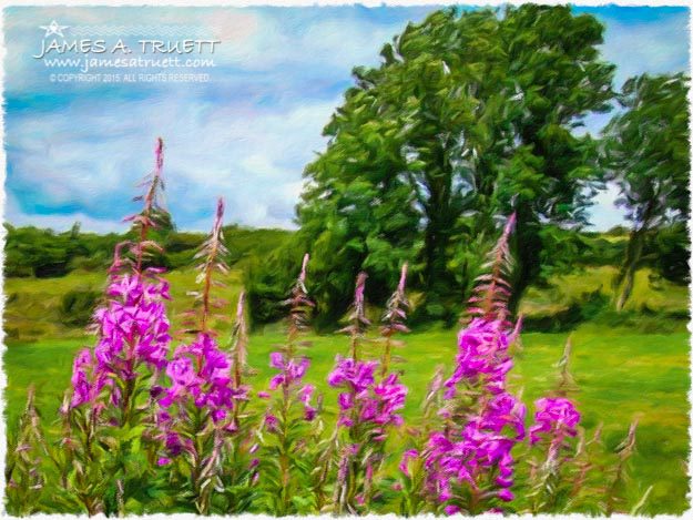 Blooming Fireweeds in Lanna, County Clare, Ireland