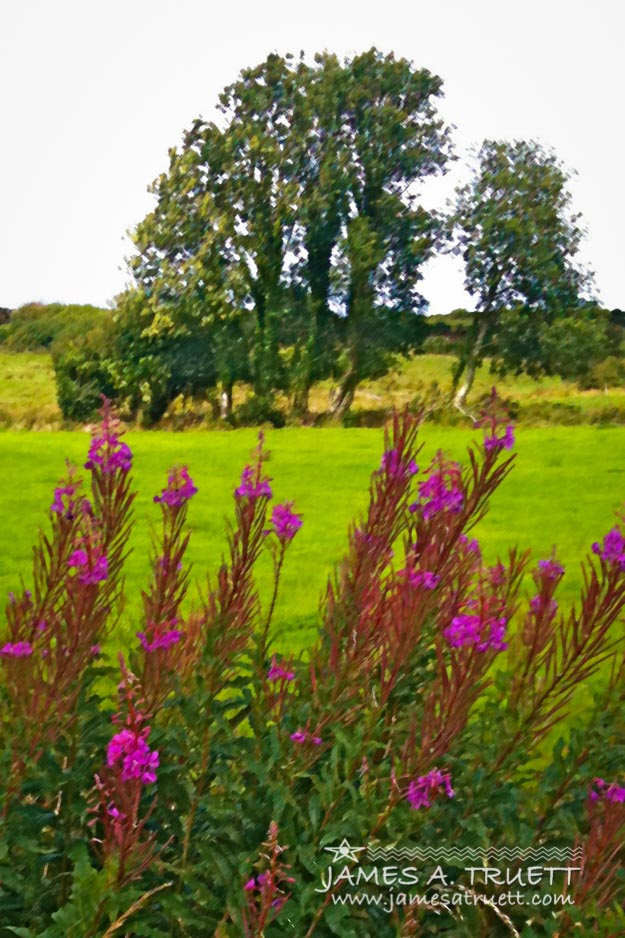 Lanna Fireweeds in County Clare, Ireland