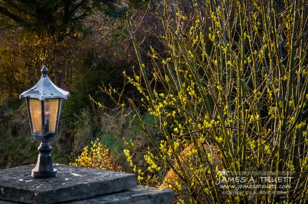 Budding Irish Spring