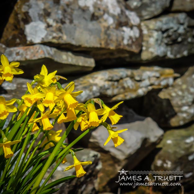 Daffodils Against an Irish Stone Wall