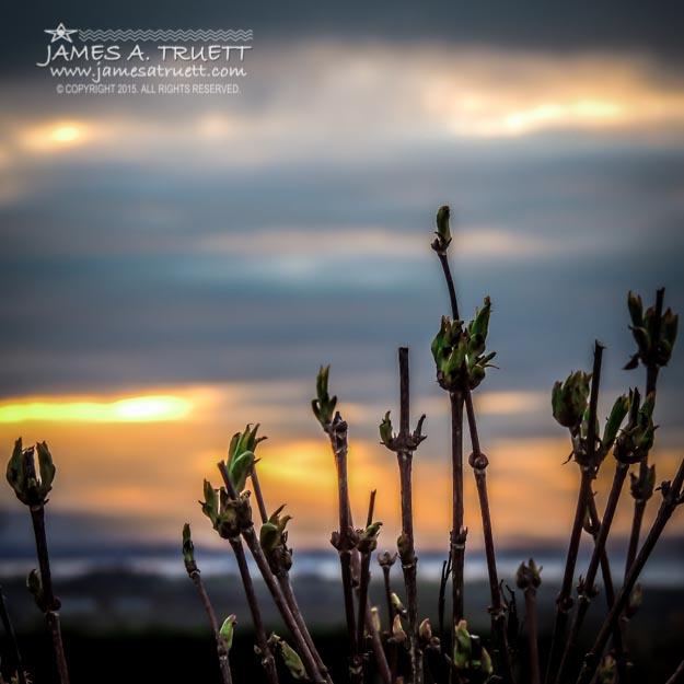 New Irish Spring growth at Sunrise