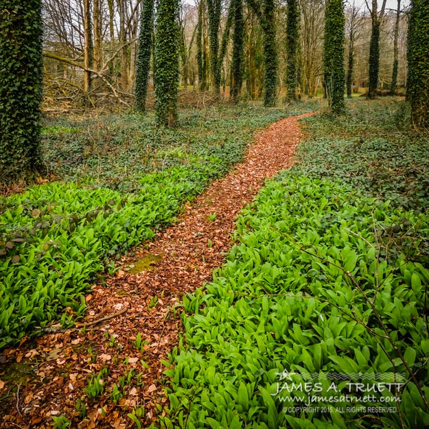 Irish Woods of Coole Park in Yeats Poems