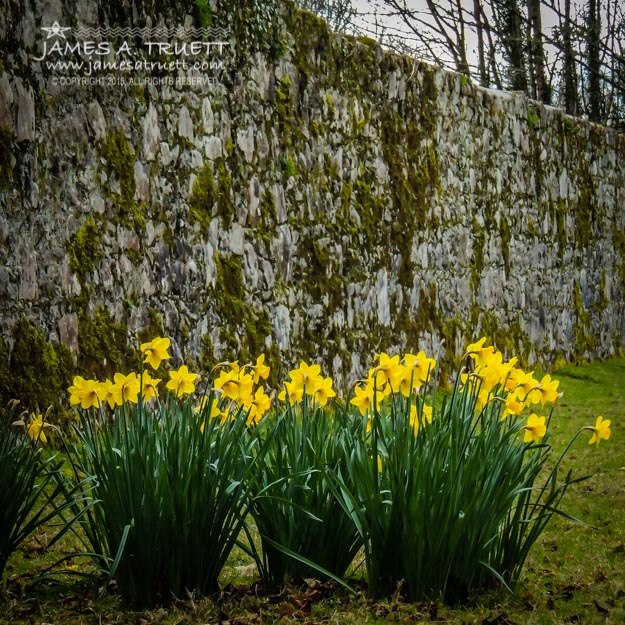 Wild Daffodils at Coole Park