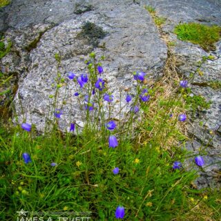 Wildflowers in the Burren Limestone