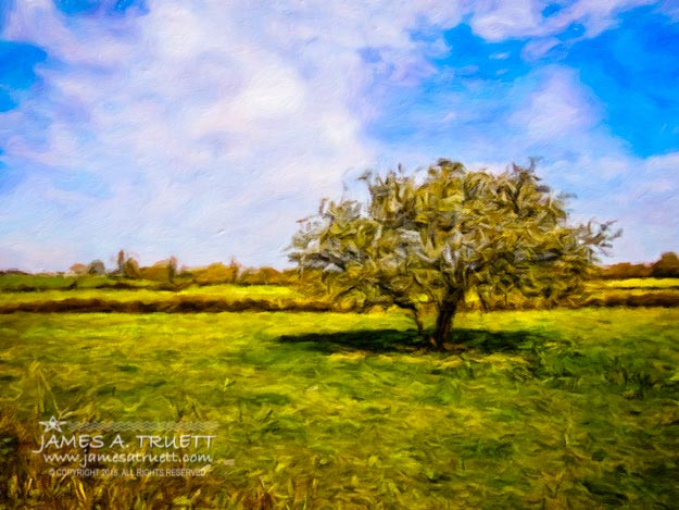 Faerie Tree in Galway Meadow