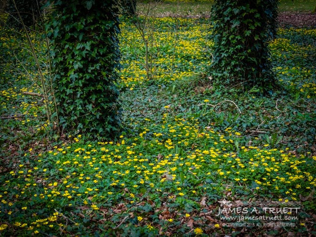 Wildflower Carpet in Yeats' Seven Woods