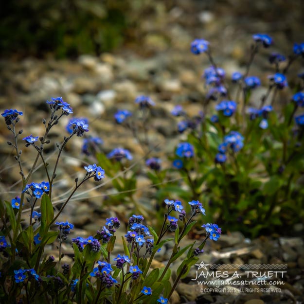 Spring Forget-Me-Nots Blooming in the Irish Countryside