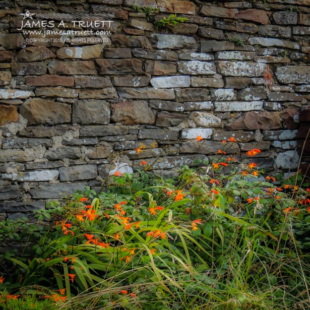 Orange Flowers in Irish Graveyard