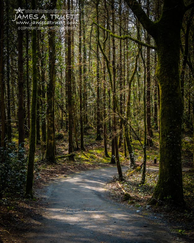 Wooded Path at Coole Park