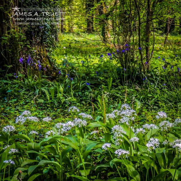 Bluebells and Wild Garlic at Coole Park