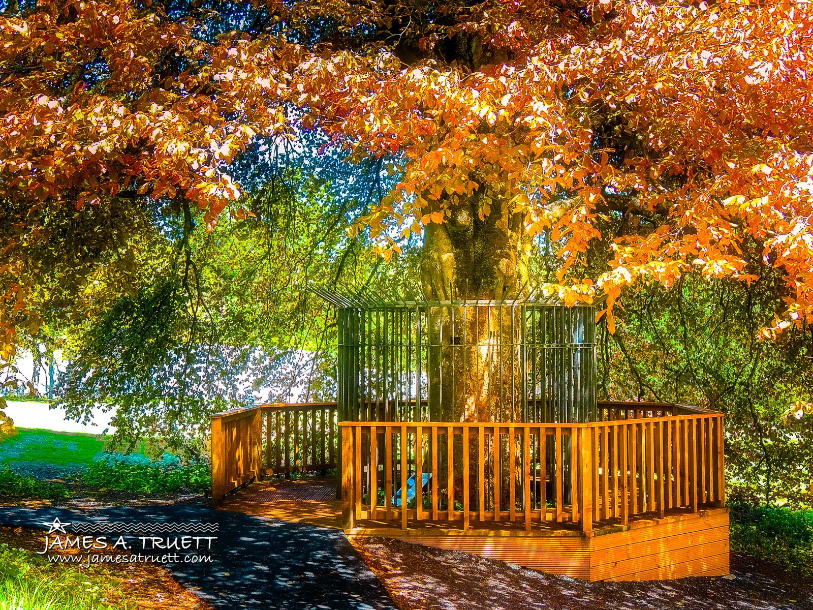 Under the Autograph Tree in Coole Park.