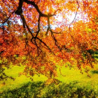 Under the Autograph Tree in County Galway's Coole Park