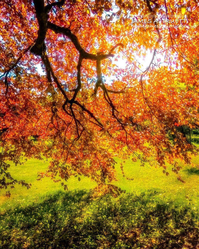 Under the Autograph Tree in County Galway's Coole Park