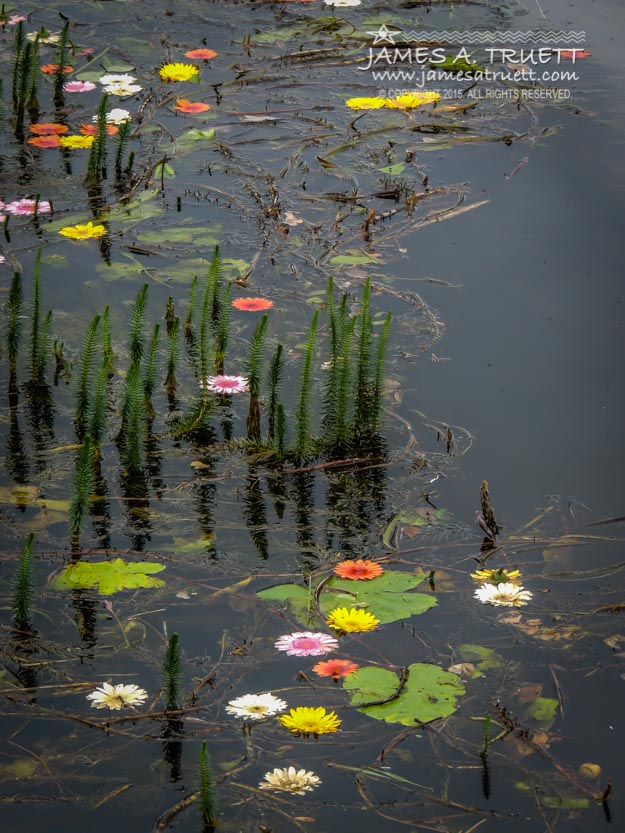 Flowers in the Markree Castle Moat