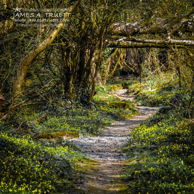 Path through Yeats' Fairy Forest at Ballylee, County Galway