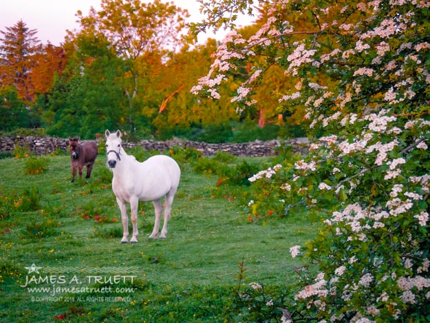 Early Summer County Clare Morning