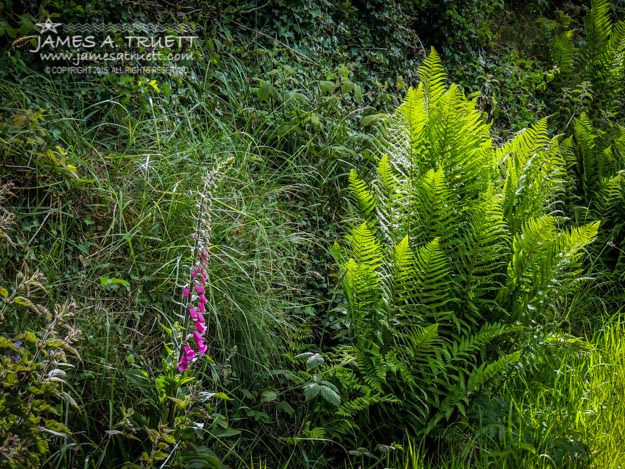 Fairy Thimbles and Ferns