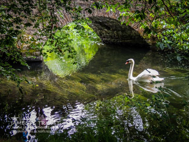 Arched Bridge and Swan At Doneraile Park