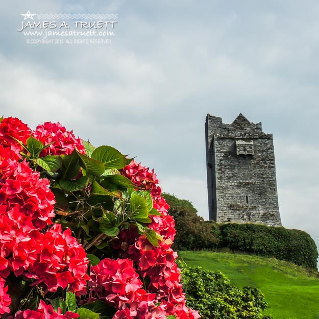 Bright Flowers and 14th Century Irish Castle in County Clare.