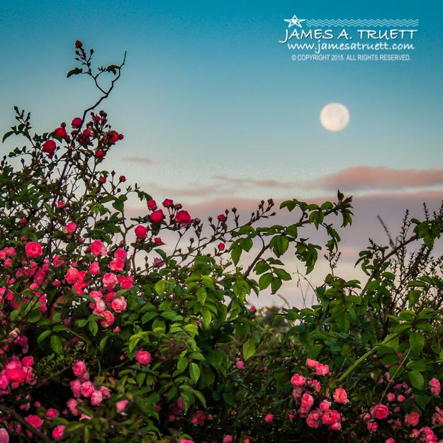 Full Moon Sets over Wild Irish Roses in County Clare