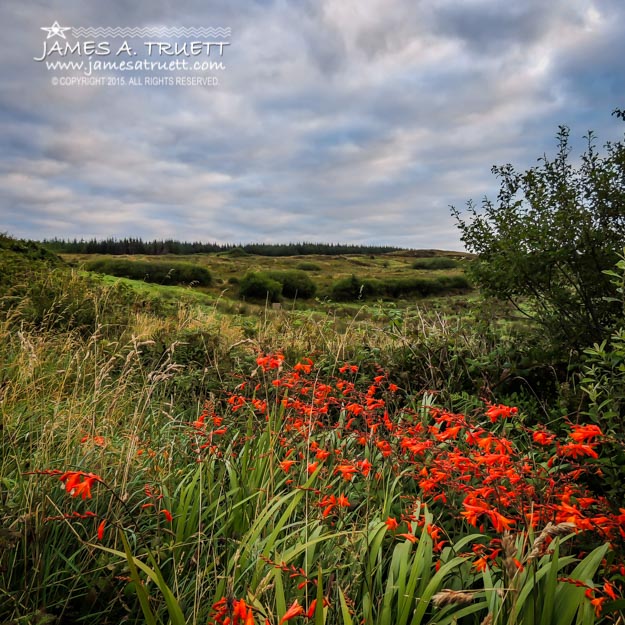 Splash of Summer Color in the County Clare Countryside