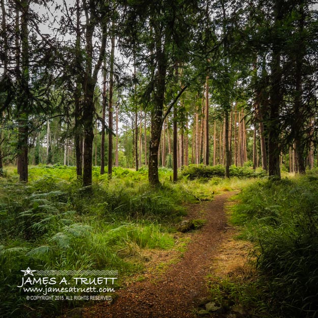 Enchanted Forest at County Galway's Portumna Park