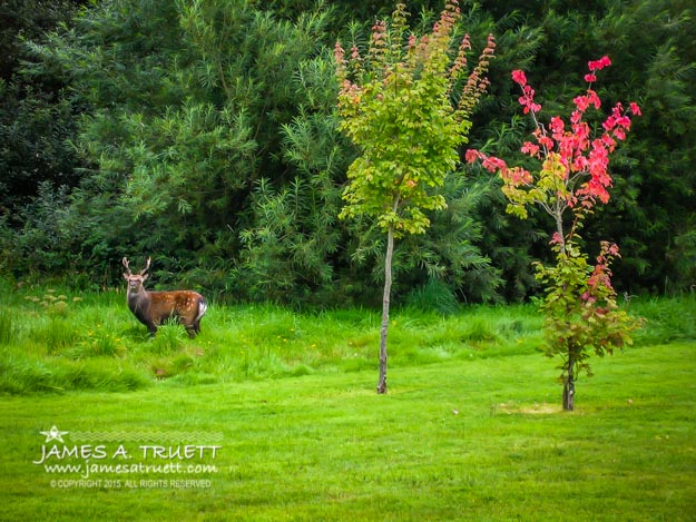 Irish Red Deer in Autumn