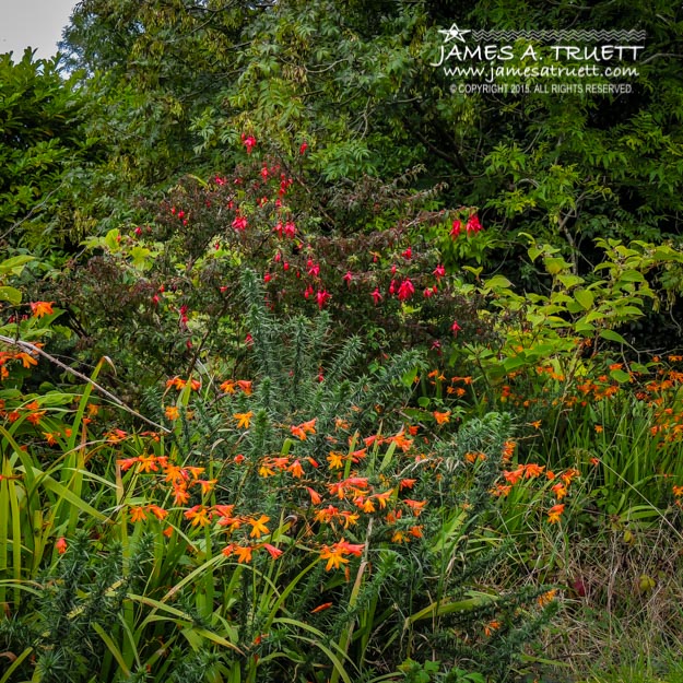 Colorful Irish Roadside Scenery