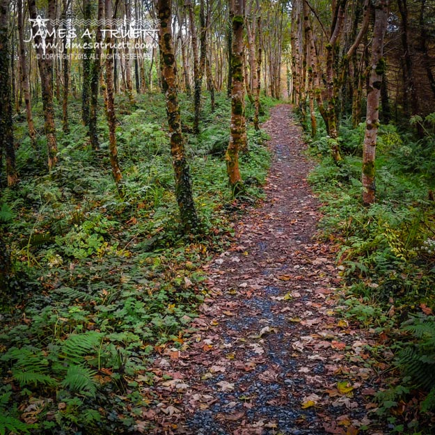 Autumn Path in Lissycasey Wood in County Clare, Ireland.