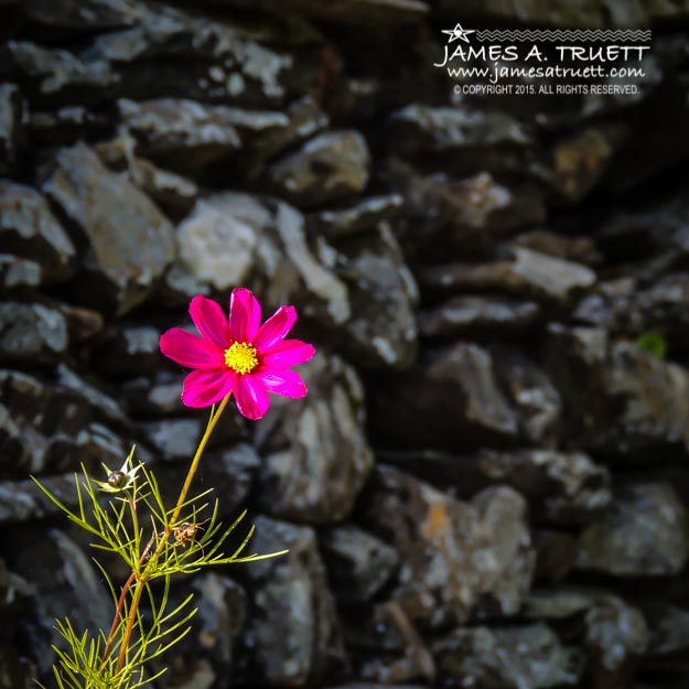 Cosmos Flower and Irish Stone Wall