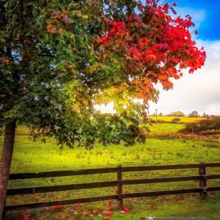 Autumn Colors and Irish Meadow