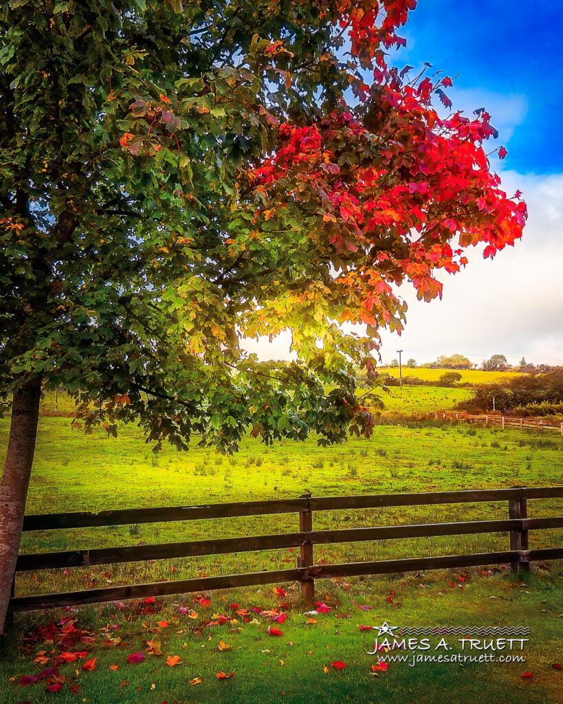 Autumn Colors and Irish Meadow