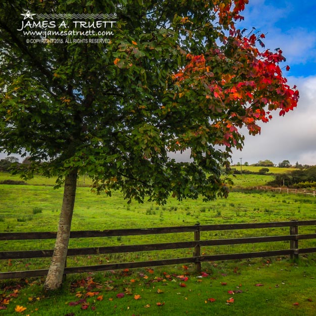 Autumn Colors and Irish Meadow