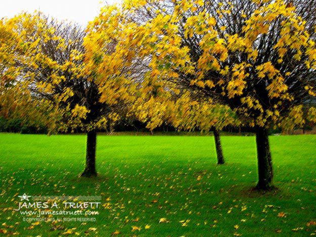 Yellow Leaves at Muckross Gardens, Killarney, County Kerry