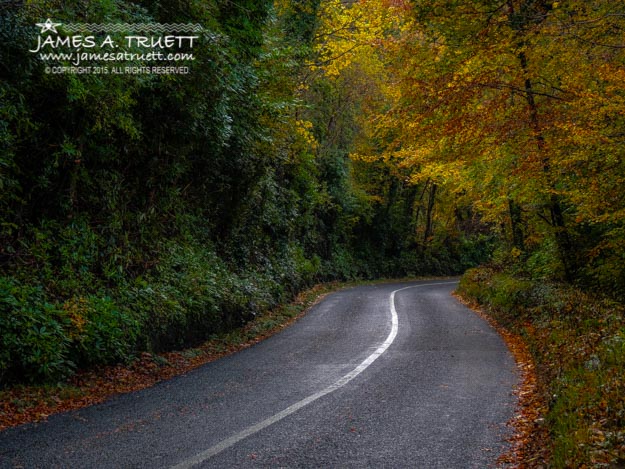 Rural Irish Road under Autumn canopy