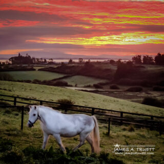 White Horse at Sunrise