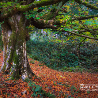 Carpet of Autumn Leaves