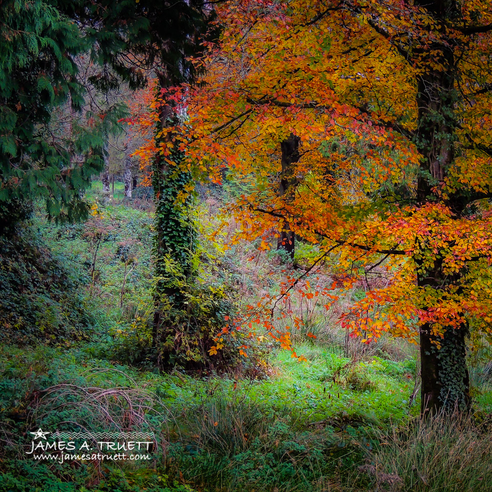 Clondegad Woods in Autumn