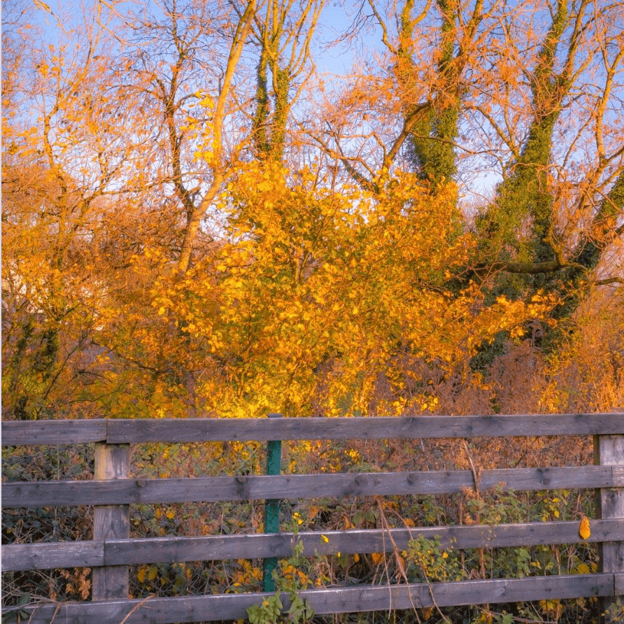 Autumn Afternoon Sunlight