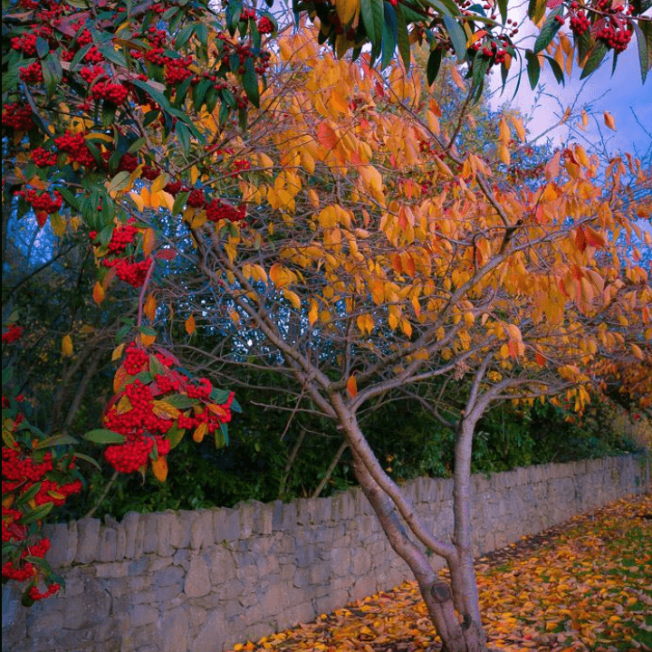 Cottoneaster Bush and Autumn Colours