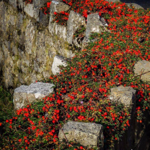 Cottoneaster Bush in Rock Wall